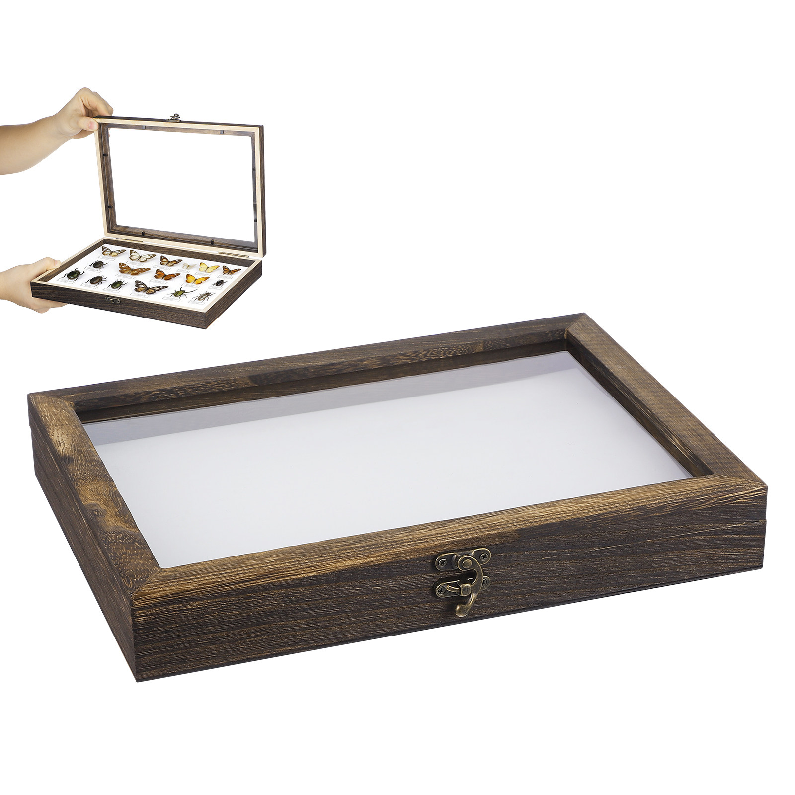 ชุดกล่องโชว์ตัวอย่างไม้และแมลง - Frame Display Wood บทวิจารณ์และราคา