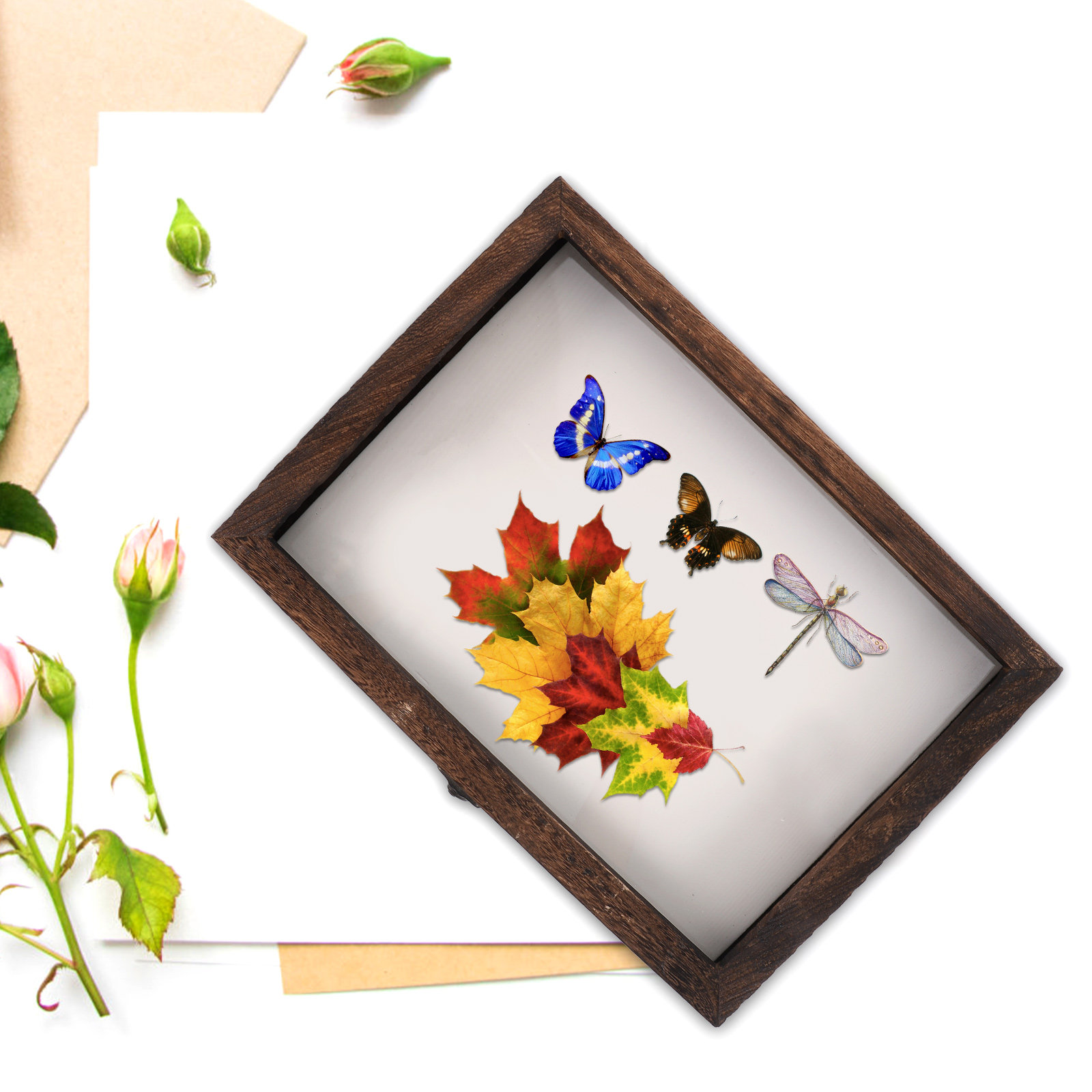 ชุดกล่องโชว์ตัวอย่างไม้และแมลง - Frame Display Wood บทวิจารณ์และราคา