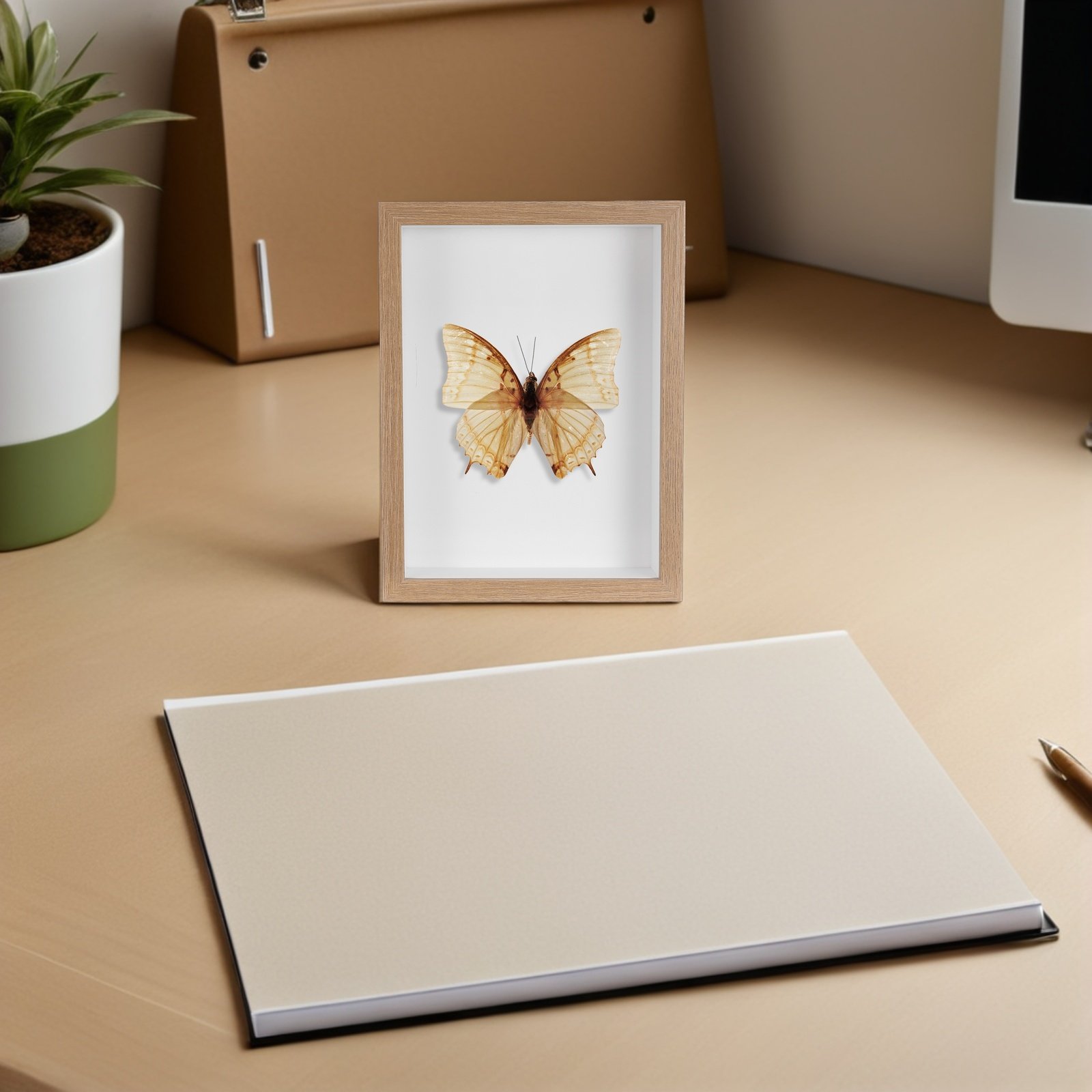ตู้โชว์แมลงแบบมีกรอบไม้ พร้อมซ - Frame Display Wood บทวิจารณ์และราคา