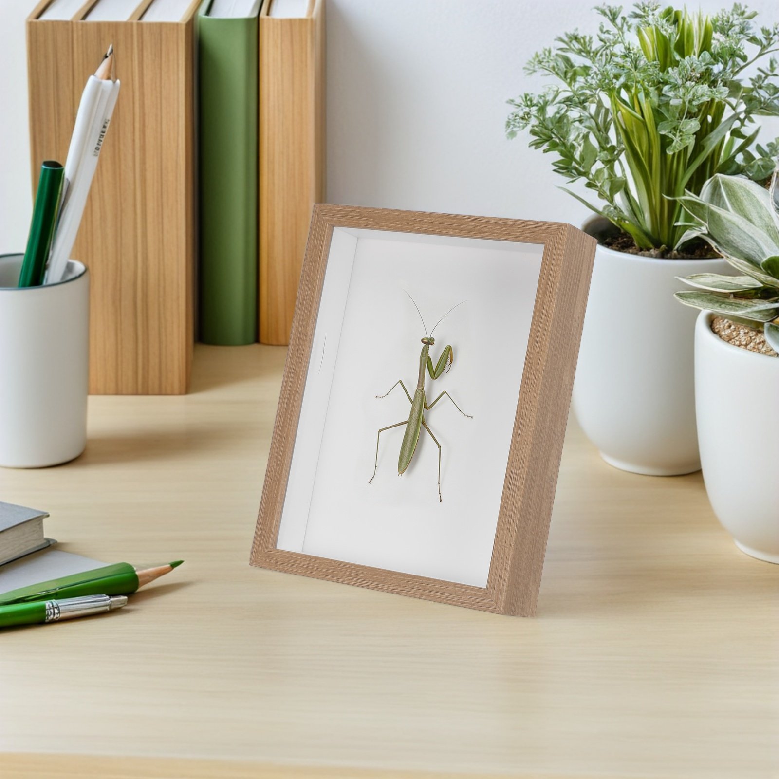 ตู้โชว์แมลงแบบมีกรอบไม้ พร้อมซ - Frame Display Wood บทวิจารณ์และราคา